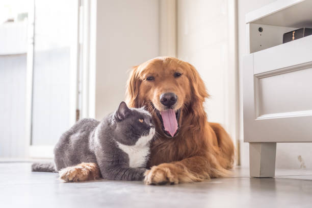 istock British cat and Golden Retriever 688414462