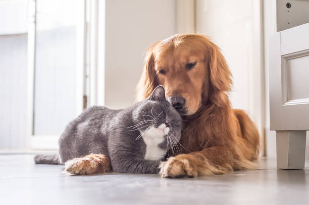 istock British cat and Golden Retriever 688414466