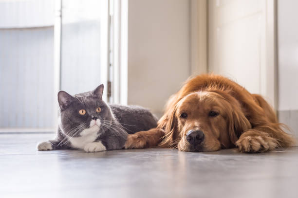 istock British cat and Golden Retriever 688414470