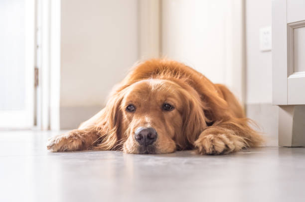 istock Golden Retriever to lie on the ground 688414486
