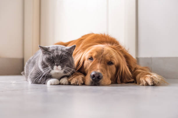 istock British cat and Golden Retriever 688414504