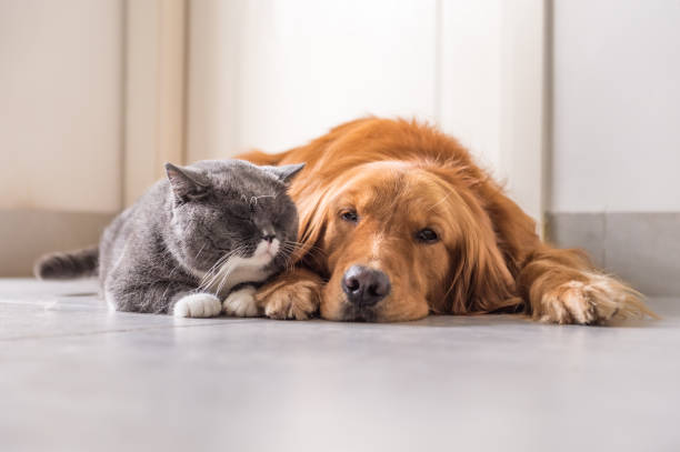 istock British cat and Golden Retriever 688414506