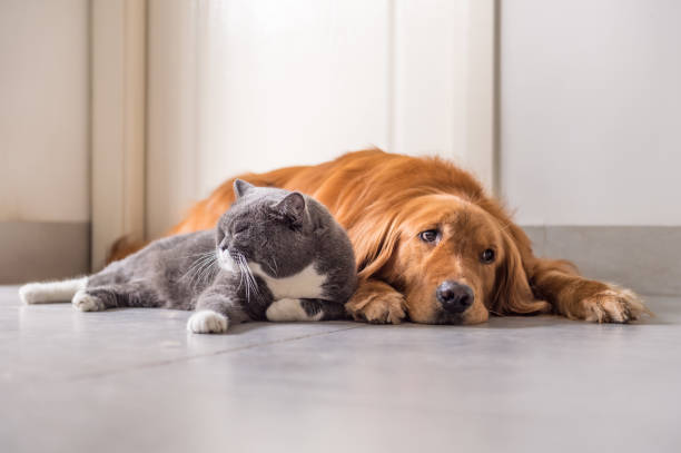 istock British cat and Golden Retriever 688414508