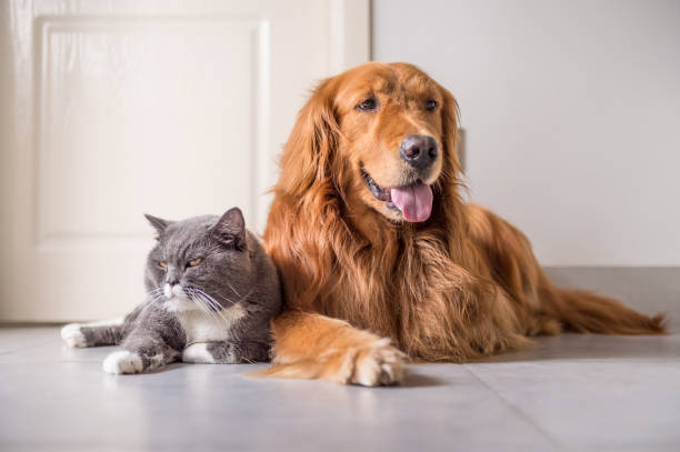 istock British cat and Golden Retriever 688414524