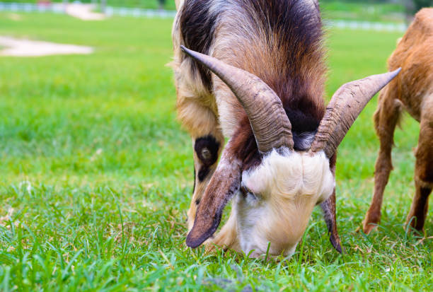 istock goat eating grass in farm. 688428222