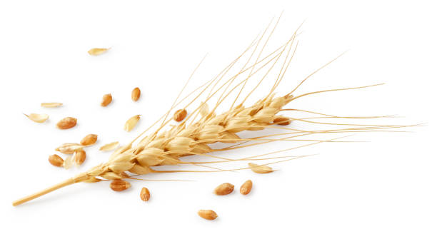 Ears of wheat stock photo