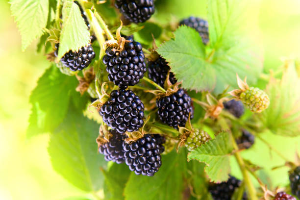 istock Blackberries on a branch in garden 688429830