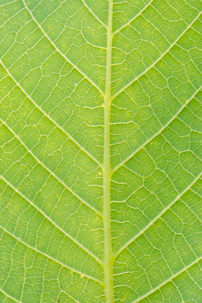 istock macro of the textures of a green leaf 688430088