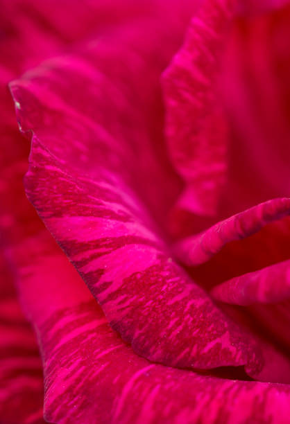 istock Macro of rose petals 688432168