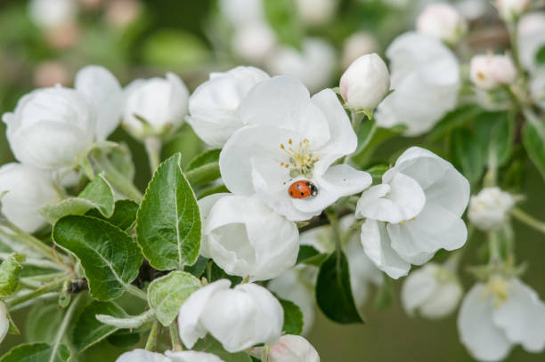 White and pink flowers of an apple tree among foliage