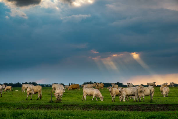 istock Cattles in the stormy pasture 688435604
