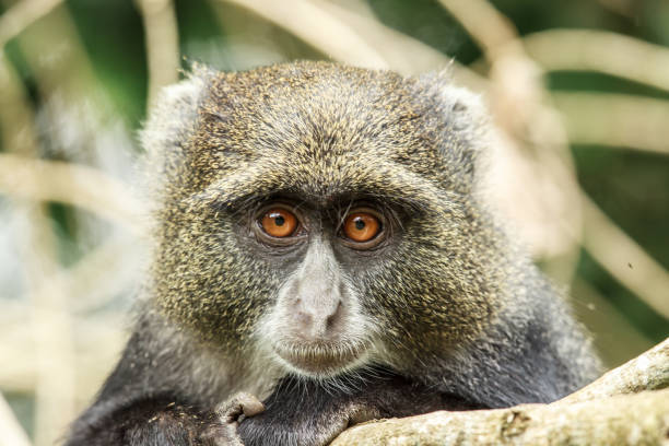 istock A portrait of a Blue monkey 688435726