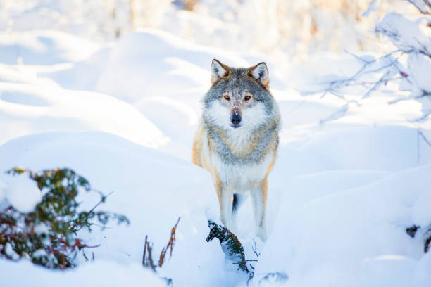 istock Snowy wolf stands in beautiful winter forest 688435778