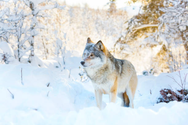istock Wolf stands in beautiful and snowy winter landscape 688437038