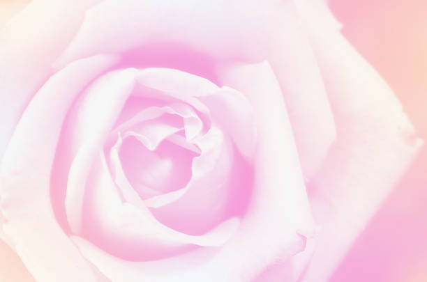 istock Rose beautiful for Valentines Day background 688444580