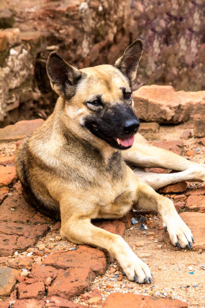 istock Brown dog on a red brick. 688444944