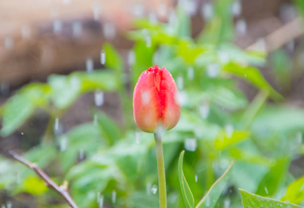 istock bright spring day Tulip flower in the rain closeup 688448306