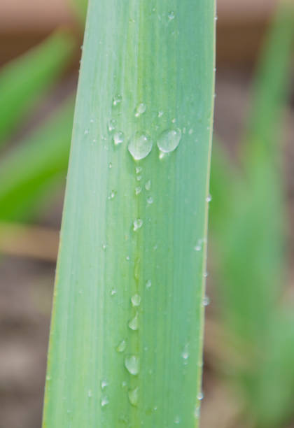 istock long leaves with Palami rain 688450536