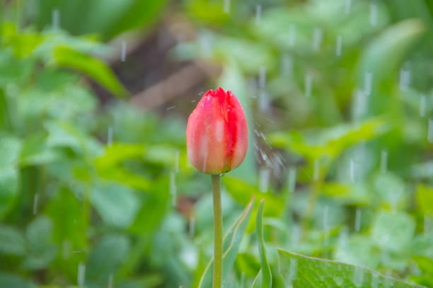 istock Tulip flower in the rain closeup 688450778