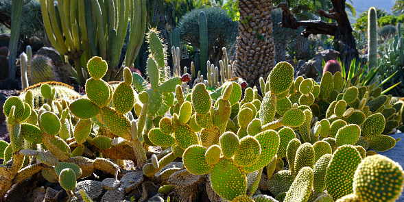 Prickly Pear Cactus Against Orange and Red Wall, Copy Space. Shot in Oaxaca, Mexico.