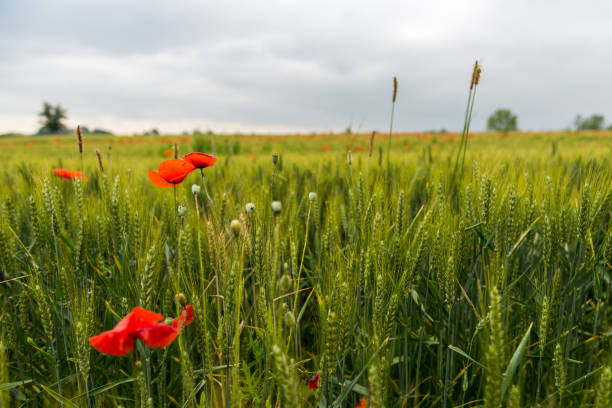 istock Wheat field and poppies 688458100