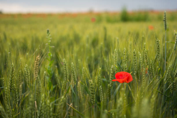 istock Wheat field and poppies 688458104