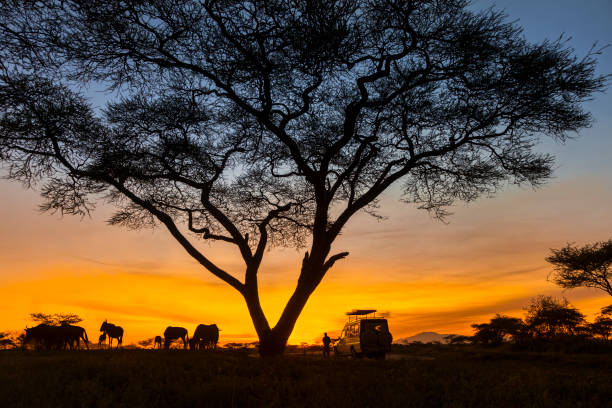Safari Safari jeep in the morning light. serengeti national park tanzania stock pictures, royalty-free photos & images
