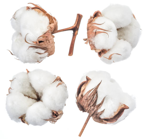 Fluffy cotton ball of cotton plant on a white background. Fluffy cotton ball of cotton plant on a white background. cotton cotton ball fiber white stock pictures, royalty-free photos & images