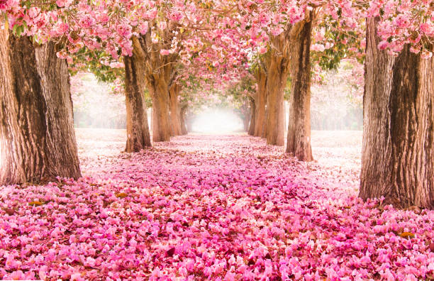 Falling petal over the romantic tunnel of pink flower trees / Romantic Blossom tree over nature background in Spring season / flowers Background