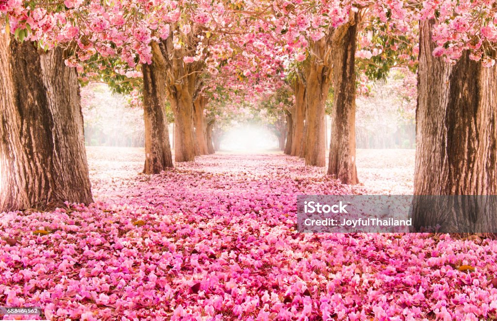 Romantic Blossom tree over nature background in Spring season Falling petal over the romantic tunnel of pink flower trees / Romantic Blossom tree over nature background in Spring season / flowers Background Cherry Blossom Stock Photo