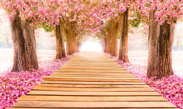 istock Romantic Blossom tree over nature background in Spring season 688464578