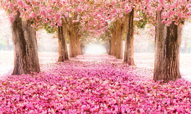 istock Romantic Blossom tree over nature background in Spring season 688464640