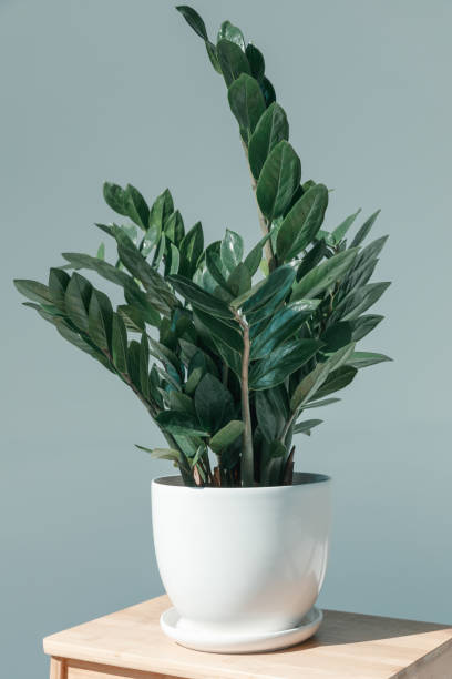 istock potted plant in white vase on flower stand 688465356