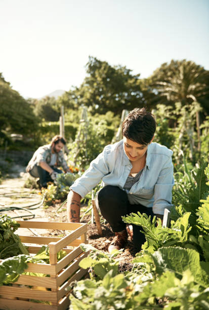 istock Homegrown is both good for you and the environment 688468998