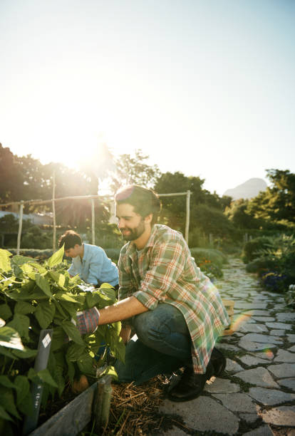 istock Reaping their rewards crop-by-crop 688469698