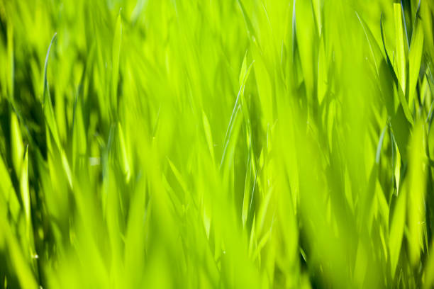 화창한 날에 녹색 잔디 - long leaf grass blade of grass 뉴스 사진 이미지