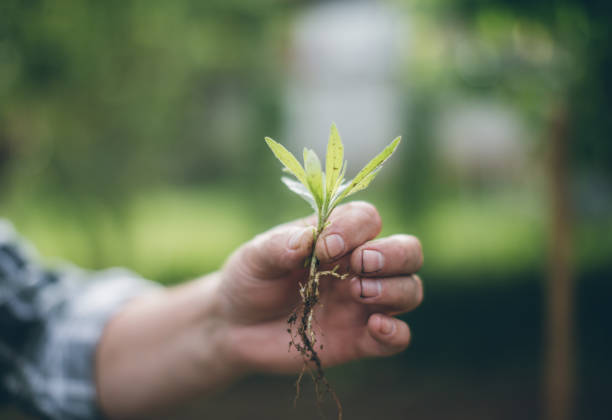 istock Hands holding new growth plant 688472040