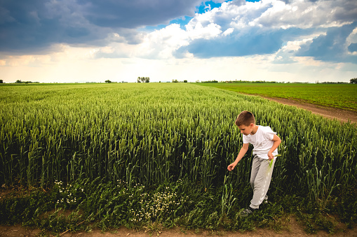 Happy 8 year boy exploring green wheat field.