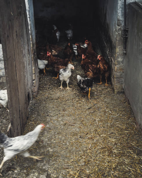istock Free Range Poultry, running late concept 688474958