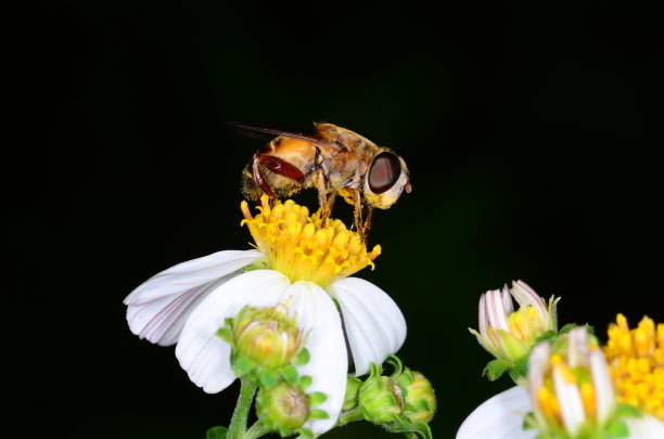istock Macro of pollen - covered fly feeding on wildflower 688476066