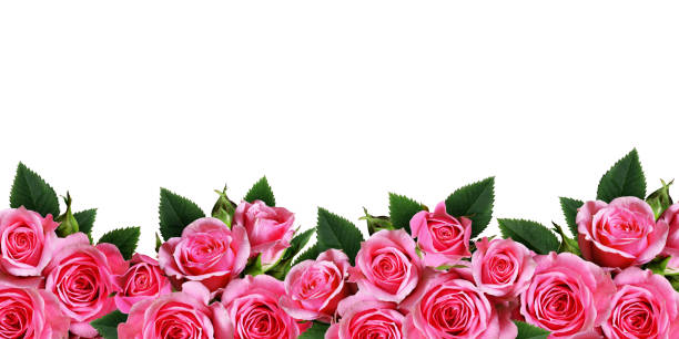 istock Pink rose flowers border isolated on white 688479362