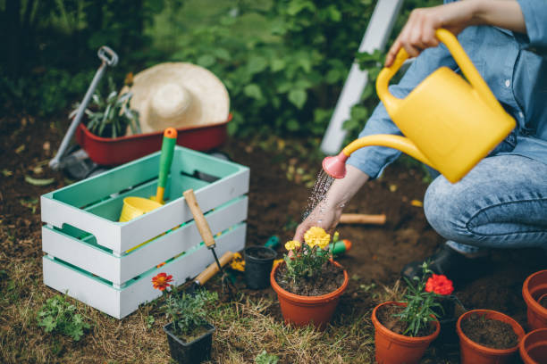 istock Woman planting flowers 688479938
