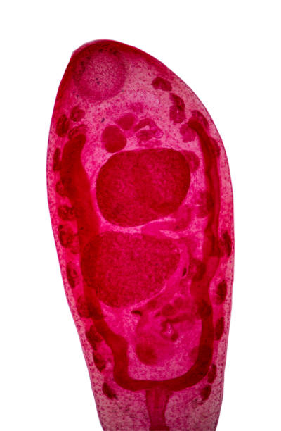 paramphistomum is a genus of parasitic flat worms belonging to the digenetic trematodes. - 5599 imagens e fotografias de stock