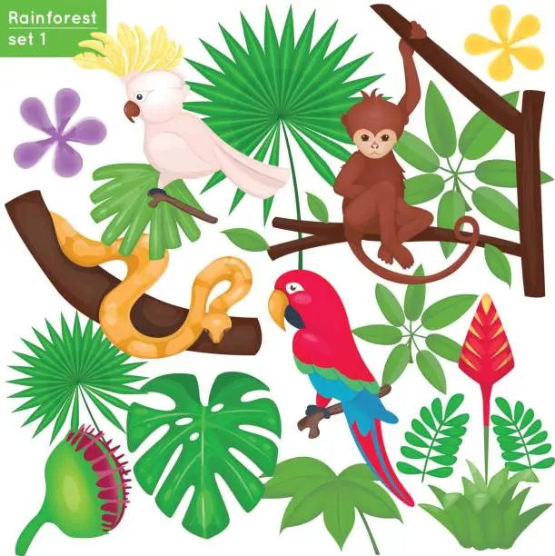 Vector illustration of Rainforest and jungle life set