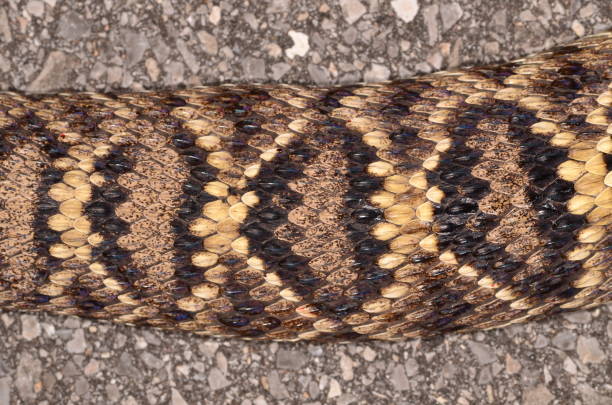 Diamondback Scale Pattern Diamondback Pattern Stock Photos, Pictures & Royalty-Free Images - iStock