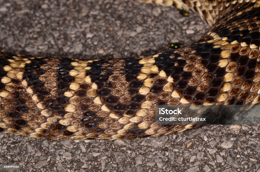 Diamondback Scale Pattern Macro Of Eastern Diamondback Side Scale Pattern Stock Photo - Download ...