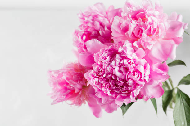 istock Pink peony flower on a white background 688494882