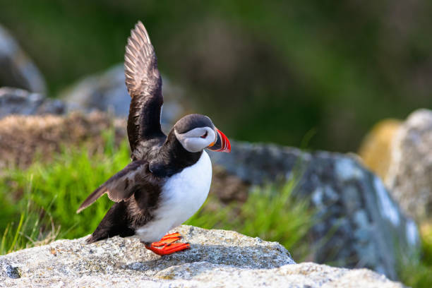 istock Puffin with raised wings on a cliff 688495358