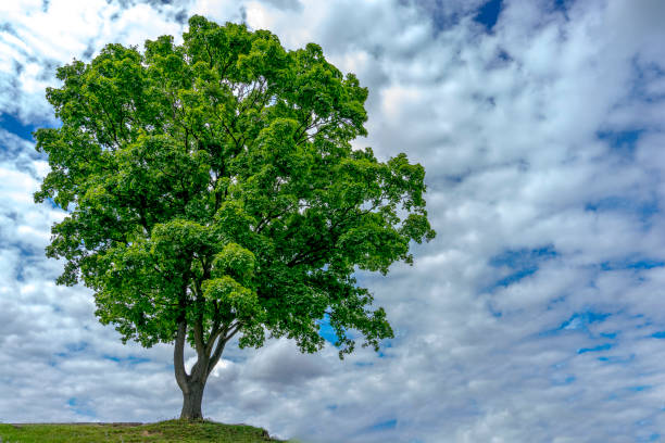 istock Mountain maple in summer (Acer pseudoplatanus) stands on a cliff in front of a cloudy blue sky 688498190