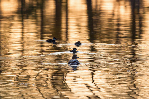 Goldeneye with ducklings Goldeneye with ducklings in lake at sunrise female goldeneye duck bucephala clangula swimming stock pictures, royalty-free photos & images
